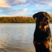 Ryuk, Rottweiler