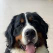 Agudelo, Berner Sennenhund