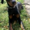 Ringo, Dóbermann