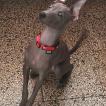 Dodaï, Galgo Italiano
