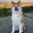 Momo, Akita Inu