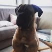 Riley des Trésors de Massiol, Bullmastiff