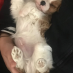 Rsimba, Cavalier King Charles Spaniel
