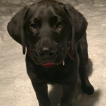 Max, Labrador Retriever