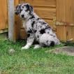 Rocky, Border Collie