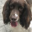Tobia, English Springer Spaniel