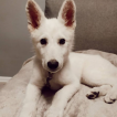 Rio the White, Berger Blanc Suisse