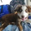 DAISY, Pastor Australiano