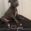 Sya, Staffordshire Bull Terrier