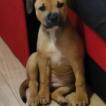 Daisy, Staffordshire Bull Terrier