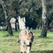 Ryuk, Czeslovakian Wolfdog