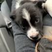 Samson, Border Collie