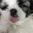 Snowie, Shih Tzu
