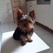 Rio, Yorkshire Terrier