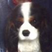 Ramiro, Cavalier King Charles Spaniel