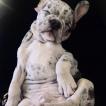 Theodore, Bouledogue francese