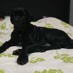 Khalife, Cane Corso