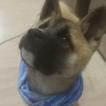Reagge, Akita Japonés