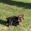 rio, Yorkshire Terrier