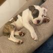 Tia, American staffordshire terrier