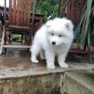 Raïchou, Samoyede