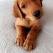 Scout, Labrador