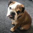 Raoul, Bulldog