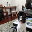 Belmiro, Border Collie