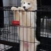 Diana, Husky Siberiano