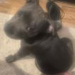 Tyson Russell, Staffordshire Bull Terrier