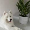 Salmon, Samoyedo