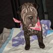 Olive, Shar Pei