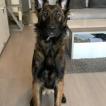 Rambo, Pastor Belga Malinois