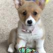 Bailey, Welsh Corgi Pembroke