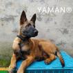 Yaman, Pastore Belga Mainois