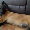 rocky, Pastor Belga Malinois