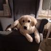 Willi, Golden Retriever