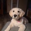 Willi, Golden Retriever