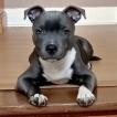 Rasta, Staffordshire Bull Terrier