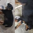 Taurus, Rottweiler
