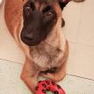 Rayah, Pastor Belga Malinois
