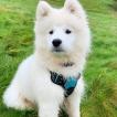 Patchi, Samoyedo