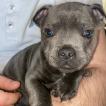 Rio, Staffordshire Bull Terrier