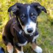 Bobby, Border Collie