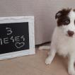 Donna, Border Collie
