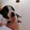 Kobe, Boston Terrier