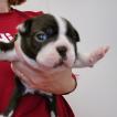 Golda, Boston Terrier