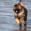 raven, Eurasier