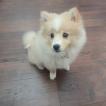 Minnie, Keeshond