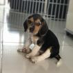 Luna Maria, Beagle